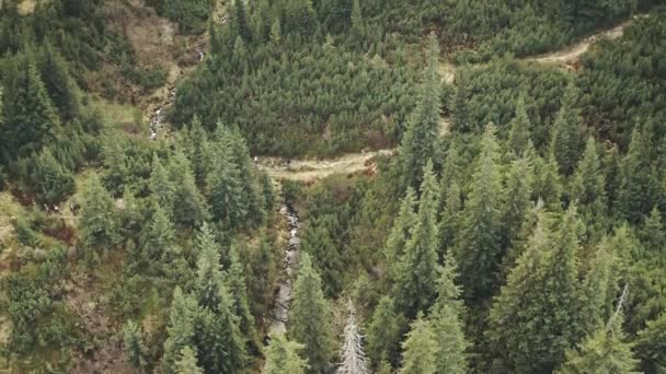 Toutist a hegyi antennánál. Természeti táj a zöld fenyőerdőben. Tűlevelű fából készült túrázók — Stock videók