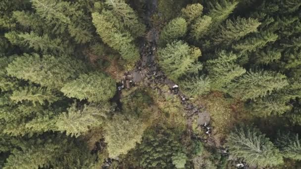 Topo aéreo rio de pedra de closeup abaixo em árvores coníferas verdes. Ninguém paisagem de natureza em montanha — Vídeo de Stock