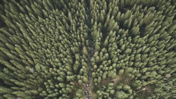 Top down aerial over pine trees forest at mountain river. Nobody nature landscape. Conifer woodland — Stock Video