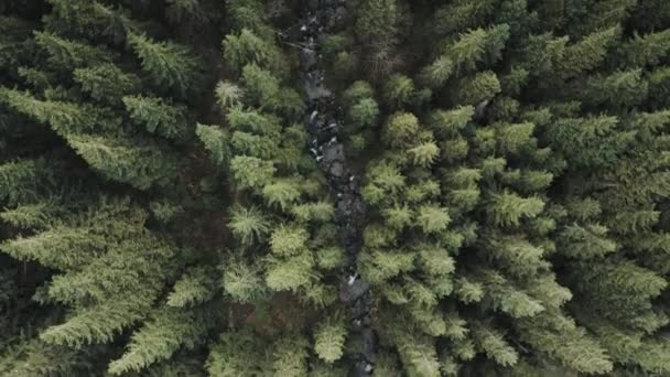 Río Rock en la antena verde del bosque de pinos. Arroyo de montaña en árboles de coníferas. Nadie naturaleza paisaje — Vídeo de stock