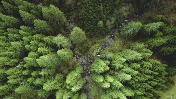 Top down green mountain river at fir forest aerial. Nobody nature landscape. Greenery pine forest — Stock Video