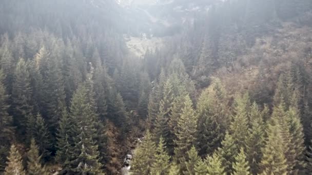 Forêt aérienne de pins en montagne. Personne paysage naturel à l'automne. Épinettes vertes à la rivière Mount — Video