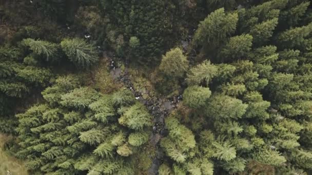 Top down aerial of stone way at pine forest on mountain hill. Nobody nature landscape. Fir trees — Stock Video
