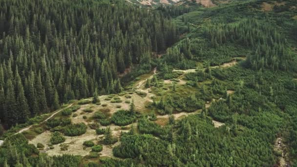 Aerial szlak turystyczny w Mountain Hill. Żaden krajobraz natury. Zielone sosny las latem — Wideo stockowe