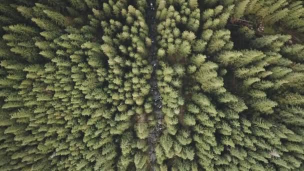 Sten flod vid tallar uppifrån antenn. Ingen natur landskap på höstdagen. Grön gran skog — Stockvideo