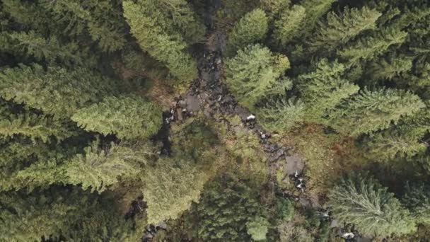 De cima para baixo rio closeup em pinheiros. Rocha aérea, pedra no riacho da montanha. Ninguém paisagem natureza — Vídeo de Stock