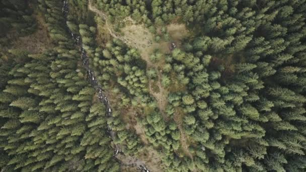 Aerial top down of conifer forest at mountain hills. Nature landscape at autumn day. Tourists hiking — Stock Video