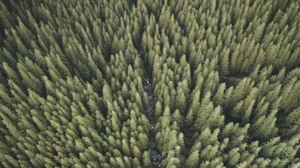 Luftaufnahme von oben über dem grünen Nadelwald am Gebirgsfluss. Keine Naturlandschaft am Herbsttag — Stockvideo