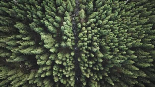 Top down aerial mountain river at green fir tree. Nobody nature landscape at autumn day. Pine forest — Stock Video