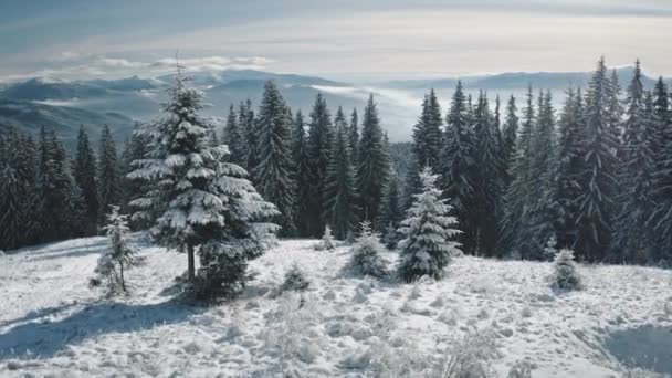 Pinos de primer plano en la cima de la montaña de nieve aérea. Nadie paisaje de la naturaleza en invierno sol. Bosque de abeto — Vídeo de stock