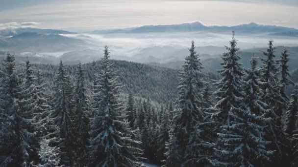 Vuurbos in de nevelrietlucht. Sneeuwberg bergrug. Winter niemand natuur landschap. Dennenbomen — Stockvideo