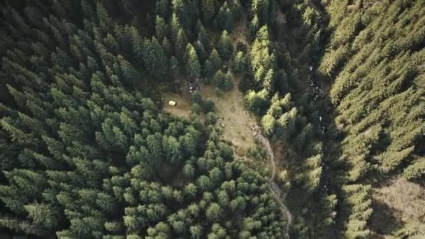 Floresta de pinheiros no topo da montanha para baixo aéreo. Ninguém paisagem da natureza. cumes com plantas verdes — Vídeo de Stock