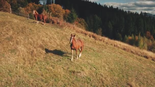 Closeup horses at mountain aerial. Autumn nature landscape with farm animals. Baby horse look camera — Stock Video