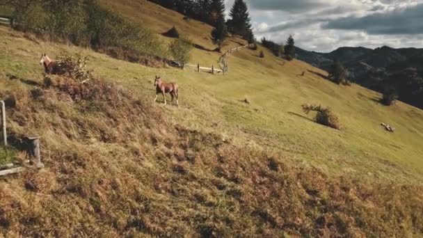 Montaña rural con animales de granja aérea. Caballos en el paisaje natural del campo. Tierras agrícolas de otoño — Vídeos de Stock