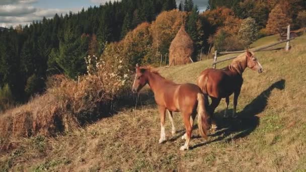 Retrato de close-up cavalos aéreos na montanha rural. Paisagem de vida selvagem da natureza do campo. Animais de exploração — Vídeo de Stock