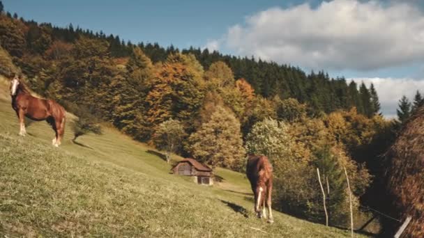 Zbliżenie anteny koni karmiących trawę na jesiennym górskim wzgórzu. Krajobraz przyrodniczy wsi w słońcu — Wideo stockowe