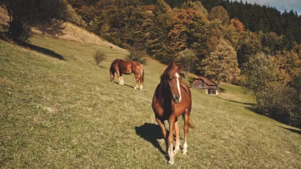 Zdjęcie z lotu ptaka konia na wiejskiej górze. Jesienny krajobraz natury. Zwierzęta gospodarskie w domku — Wideo stockowe