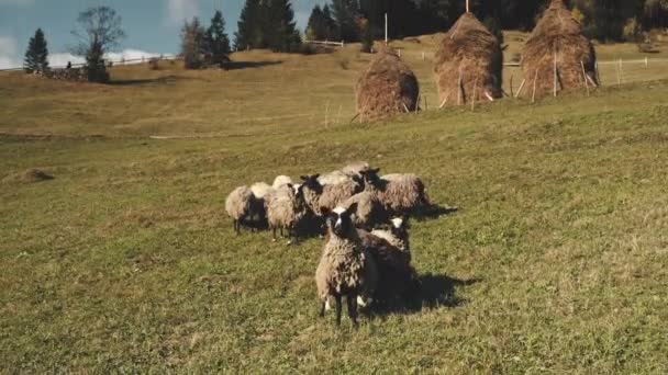 Primer plano ovejas graciosas mirar a la cámara. Paisaje natural aéreo. Tierras rurales. Animales en los pastos — Vídeos de Stock