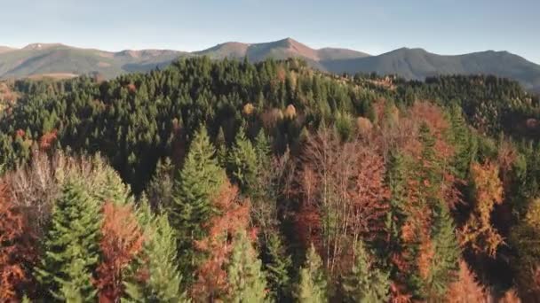 Colorido bosque de hojas otoñales en las crestas de las montañas aéreas. Nadie naturaleza paisaje. Vida silvestre inexplorada — Vídeo de stock