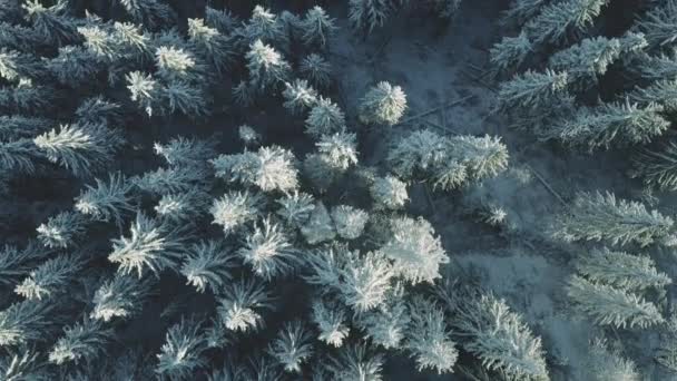 Boven in de lucht sneeuw bergbos. Winter niemand natuur landschap. Onontdekte besneeuwde pijnbomen — Stockvideo