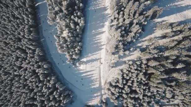 Bovenkant van het besneeuwde dennenbos. Winter niemand natuur landschap. sparrenhout op de berg — Stockvideo