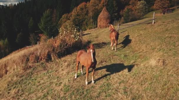Hästkamera, bergskullsantenn. Gårdsdjur. Höstens naturlandskap. Landsbygdsbetesmarker — Stockvideo