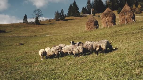 Grappige schapen op berg heuvels antenne. Boerderijdieren eten gras in de wei. Herfst natuur landschap — Stockvideo