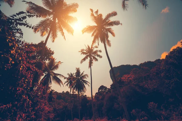 Herfst Thailand jungle resort: zon schijnt over bomen in tropisch bos. Azië exotische natuur landschap — Stockfoto