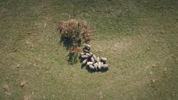 Arriba abajo primer plano aérea de animales de granja. Ovejas en pastizales de montaña. Otoño naturaleza paisaje — Vídeos de Stock