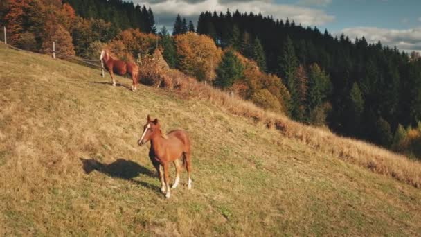 Primer plano aéreo bebé caballo mirando cámara en el campo pastos. caballos. Otoño naturaleza paisaje — Vídeos de Stock