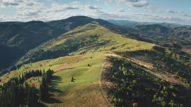 Aerial pine trees forest at mountain village. Autumn nobody nature landscape. Green grass valley — Stock Video