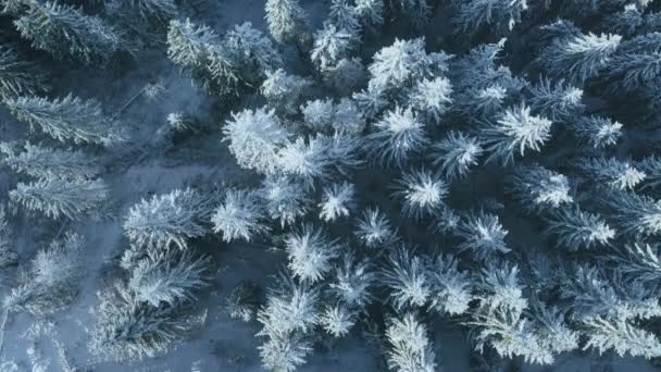 Aerial top down snow mountain conifer forest. Nadie naturaleza paisaje. Abeto de Hoarfrost — Vídeos de Stock