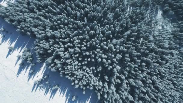 Top down snö gran skog vid solen berg antenn. Vinter ingen natur landskap. Granar och tallar — Stockvideo