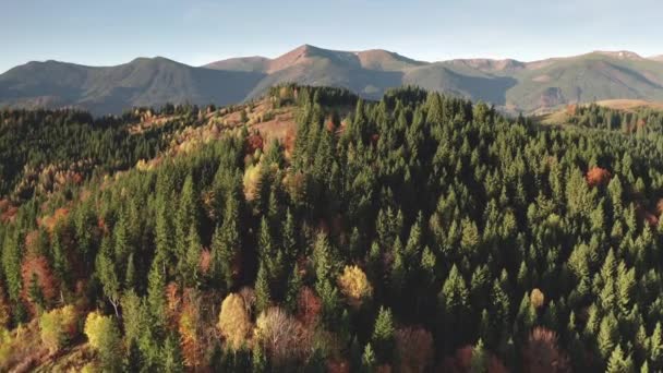 Herbstwald an Bergkamm-Antenne. Niemand Naturlandschaft an sonniger Landschaft. Isolierte Hütte — Stockvideo