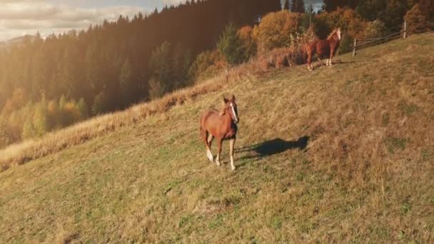 Primer plano caballo sol montaña valle aéreo. Paisaje natural otoñal. Pastos de campo, animales de granja — Vídeos de Stock