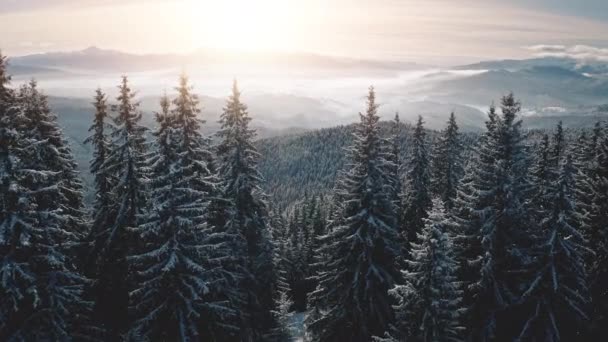 Bosque de abeto al sol nevada montaña aérea. Invierno nadie naturaleza paisaje. Pinos en el bosque de coníferas — Vídeos de Stock