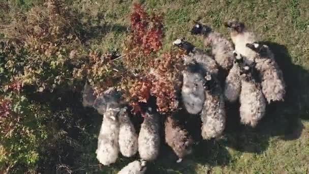 Κορυφή κάτω closeup sheeps στο δέντρο στην ορεινή κοιλάδα εναέρια. Φθινοπωρινό τοπίο. Βιοποικιλότητα — Αρχείο Βίντεο