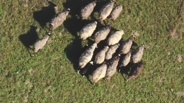 Gros-plan moutons au champ aérien du haut vers le bas. Animaux de ferme au pâturage en herbe. Paysage naturel — Video