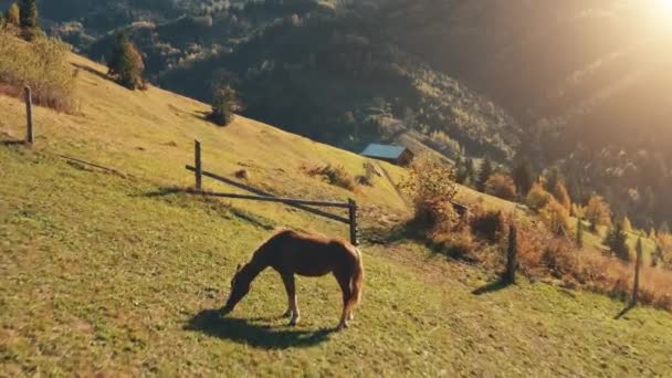 Zwierzęce gospodarstwo na słonecznej górze anteny. Śmieszny koń je trawę. Jesienny krajobraz natury. Las sosnowy — Wideo stockowe