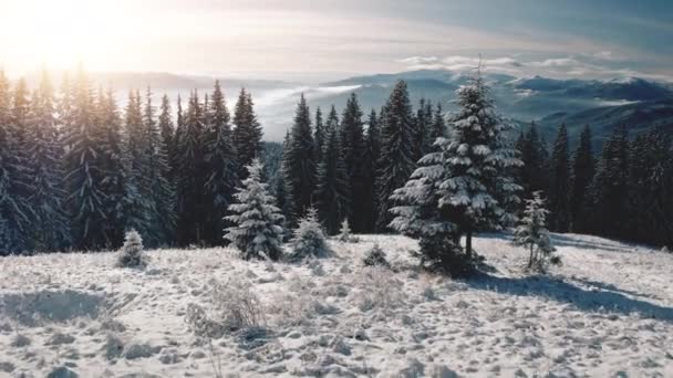 Soleil sur les pins à la neige montagne gros plan aérien. Personne paysage naturel. Forêt d'épinettes au gel — Video