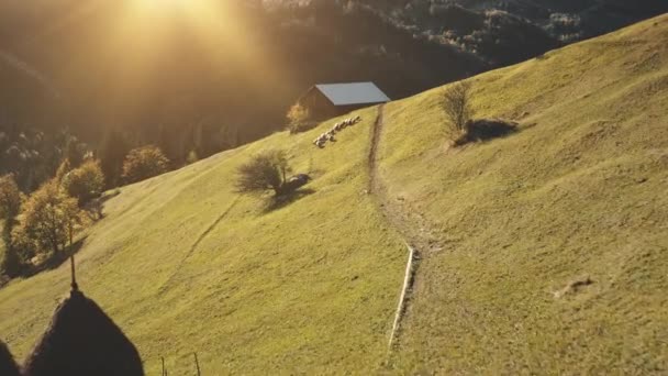 Pueblo en la montaña del sol aérea. Animales de granja en otoño paisaje natural. Camino rural en casa de campo — Vídeos de Stock