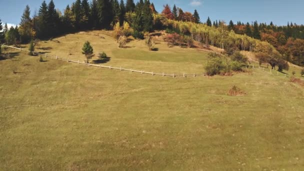 Dağ tepesindeki hava köknar ormanı. Sonbahar hiç kimse doğa manzarası. Mount Hill 'deki çim vadisi — Stok video