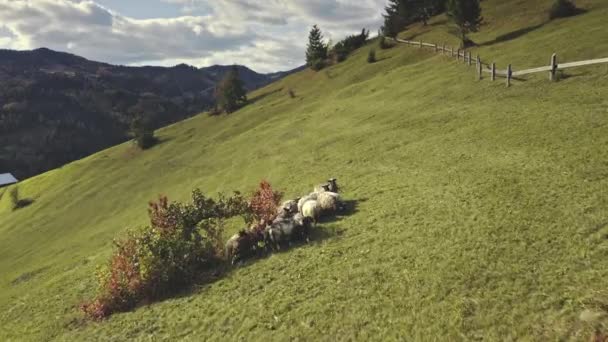 Schafe an der Baumantenne. Nutztier am Berg. Herbstliche Naturlandschaft. Grünes Gras — Stockvideo