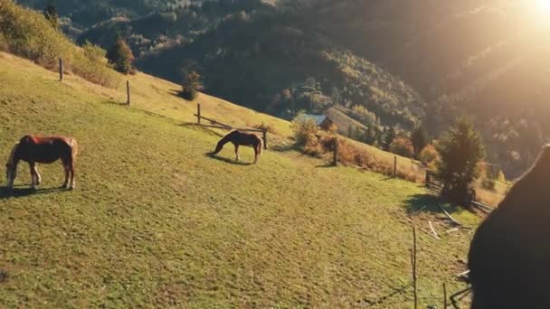 Aerial sun mountain pasture with horses at autumn nature landscape. Farm animals at green grass hill — Stock Video