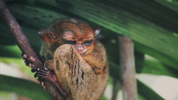 Filipíny, Tarsier Asylum: zvíře odpočívající na tropickém stromě. Filipínský roztomilý malý primát sen — Stock video