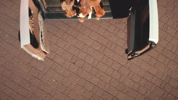 Top down stamboom beagle honden springen uit minivan antenne. Dier in het natuurlandschap. Grappige puppy 's — Stockvideo