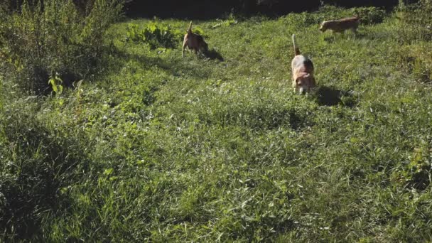 Reinrassige Beagle-Hunde an der grünen Grastal-Antenne. Biodiversität. Herbstliche Naturlandschaft. Lustige Haustiere Lizenzfreies Stock-Filmmaterial