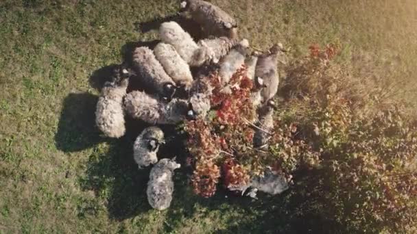 Ovejas en el valle de la hierba del sol con frondoso árbol de arriba hacia abajo primer plano. Otoño naturaleza paisaje aéreo — Vídeos de Stock