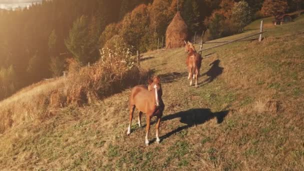 Zon berg antenne. Paarden van dichtbij op zoek naar camera. Boerderijdier. Landelijk herfstlandschap — Stockvideo