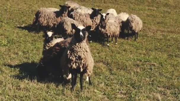 Grappige schapen kijken naar camera close-up antenne. Landelijk natuurlandschap. Landbouwgrasveld op het platteland — Stockvideo